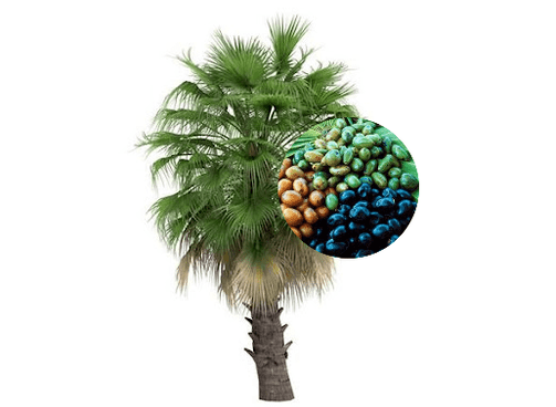 Prostamin Forte contains palm fruit